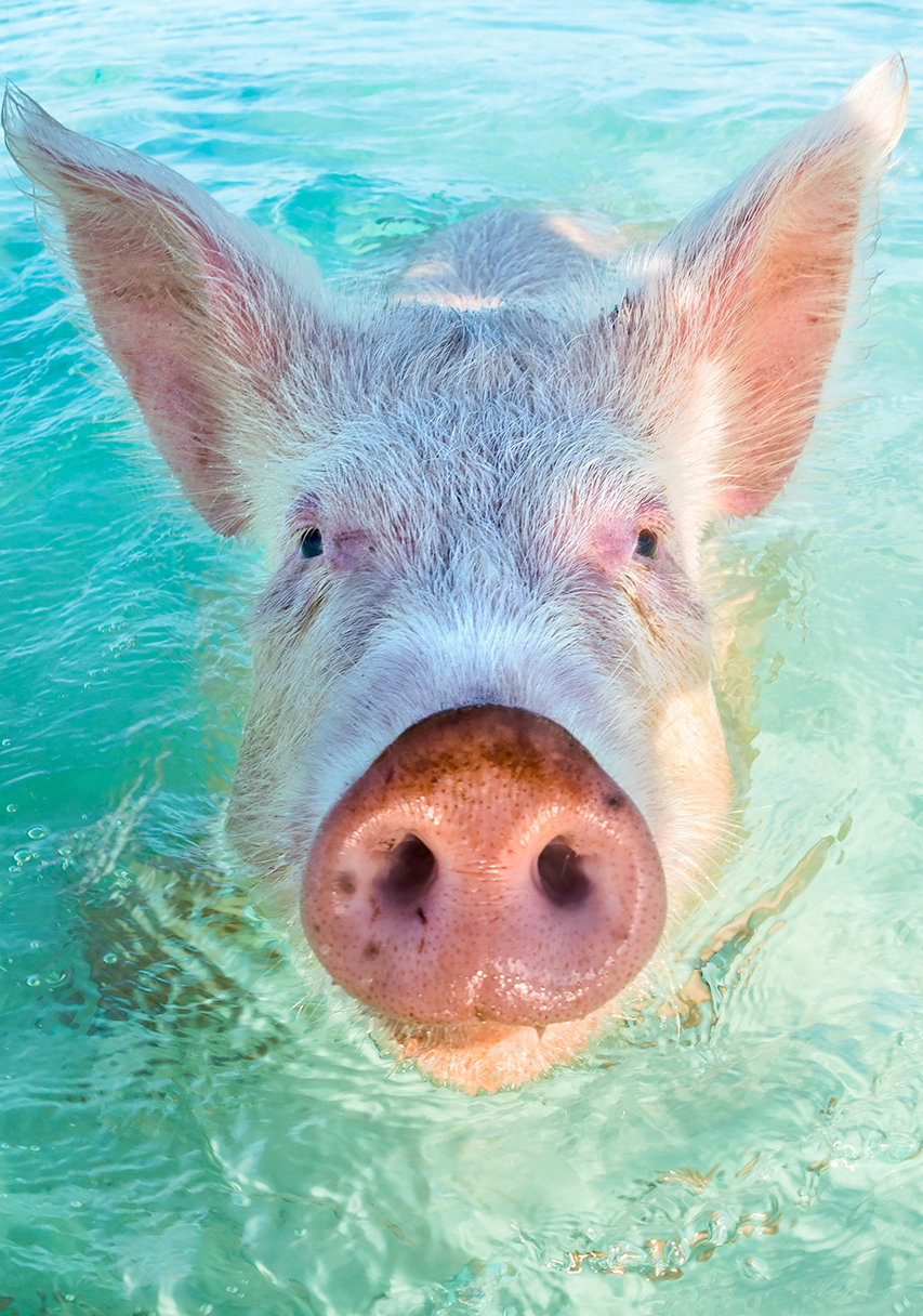 In Big Major Cay, the Exumas, you can get very close to the famous swimming pigs. Bahamas, December